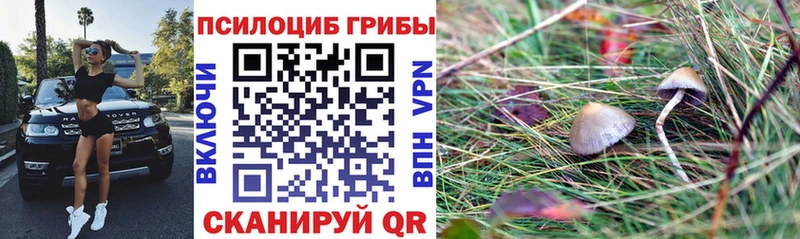 Купить где  Шадринск  Галлюциногенные грибы мицелий 